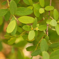 Karwinskia humboldtiana