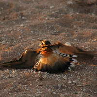 killdeer faking broken wing