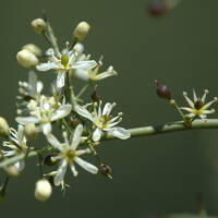 Koeberlinia spinosa flowers