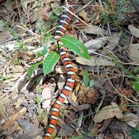 Lampropeltis pyromelana, Sonoran mountain kingsnake