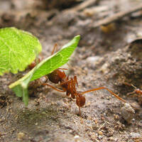 Leaf cutter ants