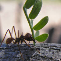 Leaf cutter ants carrying Acacia greggii