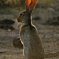 Lepus alleni, antelope jackrabbit