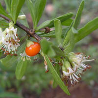Lycium berlandieri
