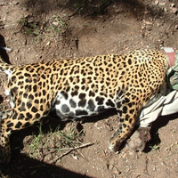 Macho B After Tranquilization