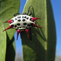 Mangrove spider with red spikes