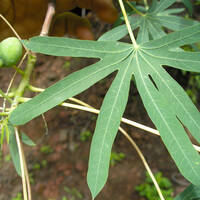 Manihot rubricaulis leaves and fruit