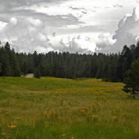 Meadow on Mt. Graham