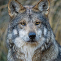 Mexican Gray Wolf © Robin Silver