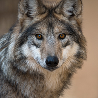 Mexican grey wolf