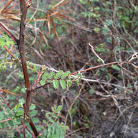 Mimosa dysocarpa