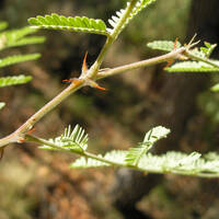 Mimosa grahamii leaves and thorns