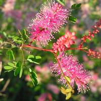 Mimosa laxiflora with flowers