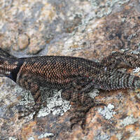 Mountain spiney lizard