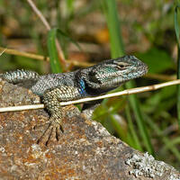 Sceloporus jarrovii, Yarrow's spiny lizard