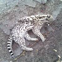 Ocelot road kill near Globe, Arizona