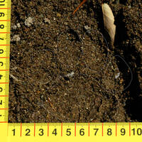 Track of wild ocelot