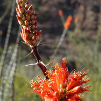 Ocotillo flowers