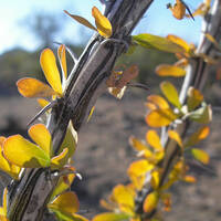 Ocotillo branch with leaves up-close