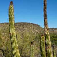 Frost damage on organ pipe