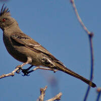 Phainopepla female
