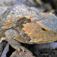 Phrynosoma hernandesi - greater short-horned lizard