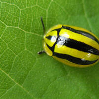 Physonota disjuncta