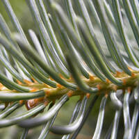 Picea engelmannii, Engelmann spruce