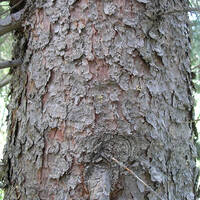 Picea engelmannii, Engelmann spruce