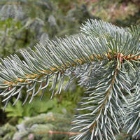 Picea engelmannii, Engelmann spruce