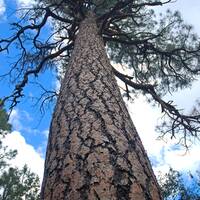 Ponderosa pine in the White Mountains