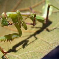 Praying mantis