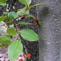 Prunus serotina, Arizona