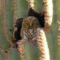 Cactus ferruginous pygmy-owl in saguaro
