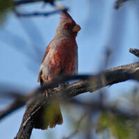 pyrrhuloxia