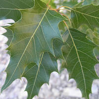 Quercus albocincta leaves