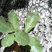 Quercus chihuahuensis leaves and bark