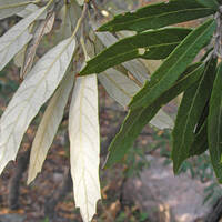 Quercus hypoleucoides, silverleaf oak