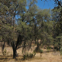 Quercus viminea forest in the Sierra Pinito