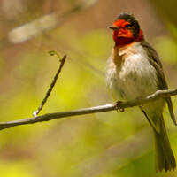 Red-faced warbler