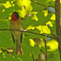 Red-faced warbler