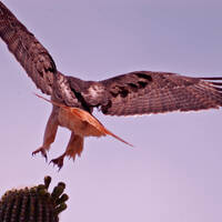 Red-tailed hawk landing on saguaro