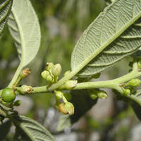 Rhamnus scopulorum