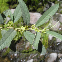 Rhamnus scopulorum