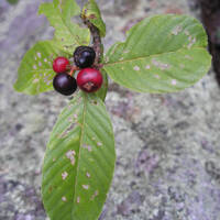 Rhamnus betulifolia with fruit