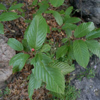 Rhamnus betulifolia