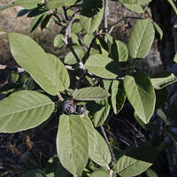 Rhamnus (Frangula) californica with fruit