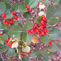 Rhamnus ilicifolia, hollyleaf buckthorn