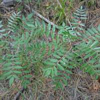 Rhus glabra