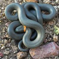 Diadophis punctatus, ring-necked snake